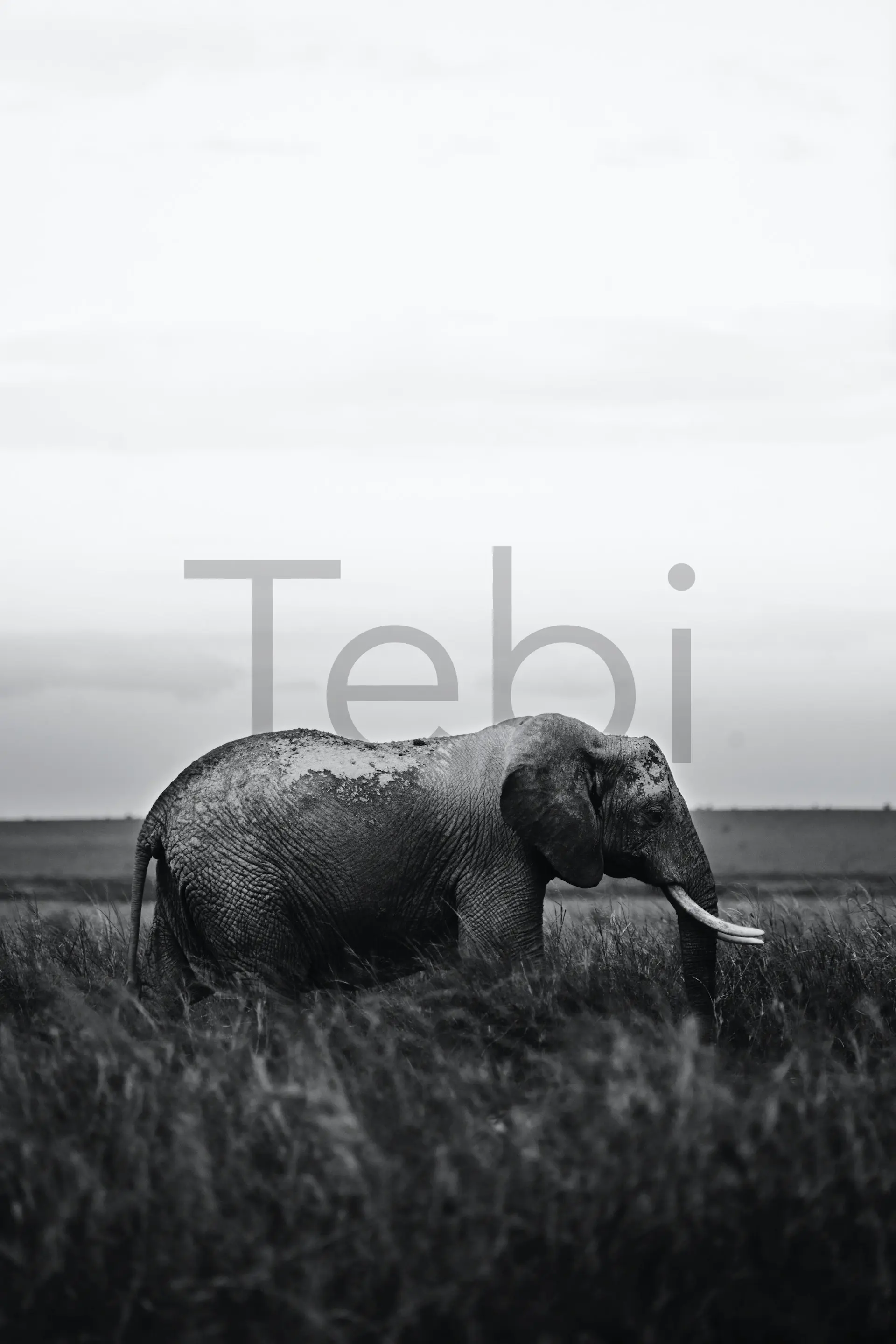 Tebi photo